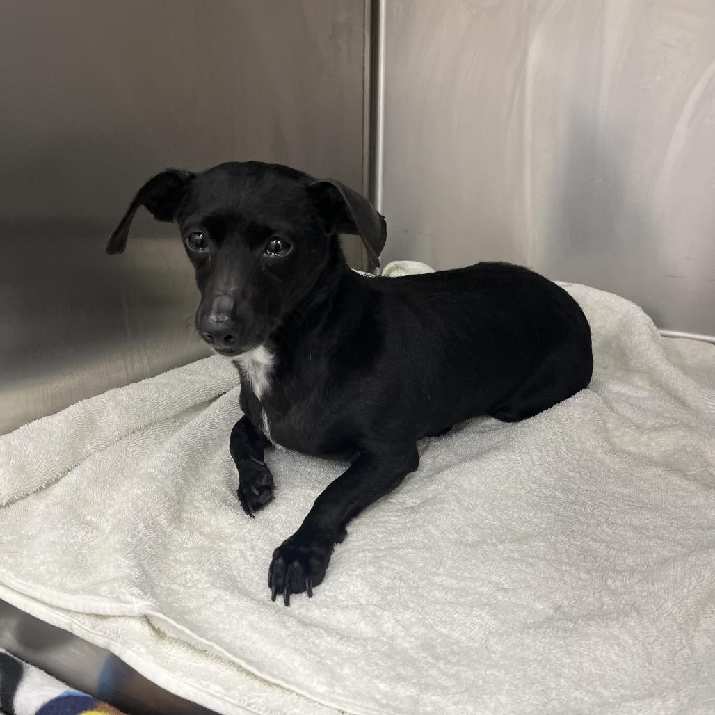 Enlarge Anika, a Adoptable Dachshund in Pasadena , MD image 3/4