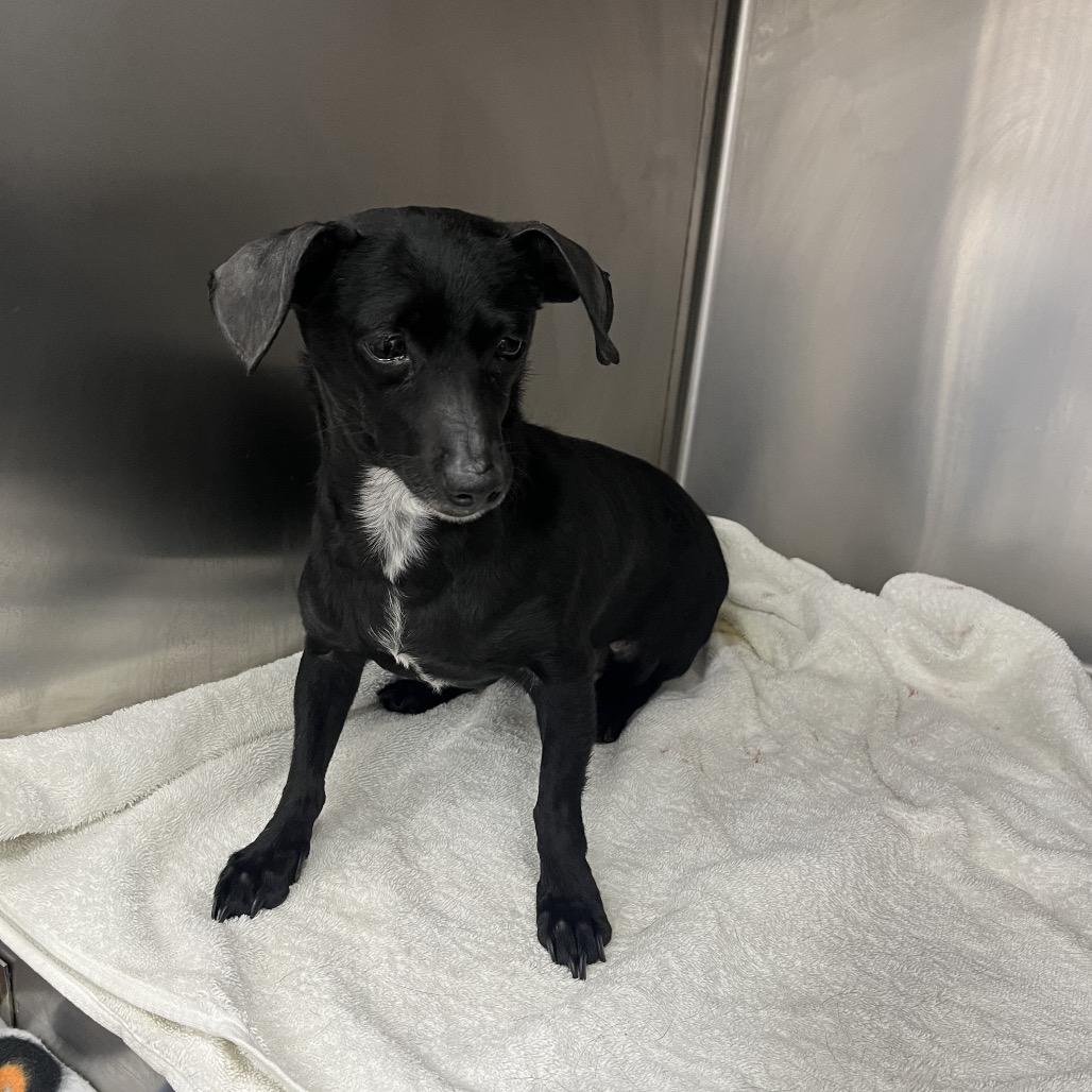 Enlarge Anika, a Adoptable Dachshund in Pasadena , MD image 4/4