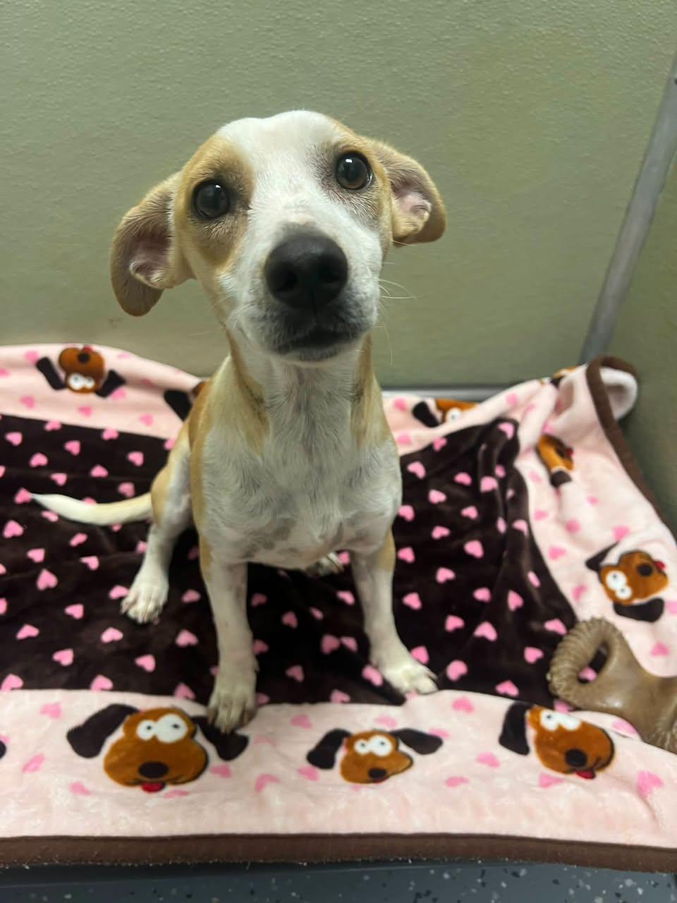 Enlarge Bella, a Adopted Mixed Breed in Davenport, IA image 1/2