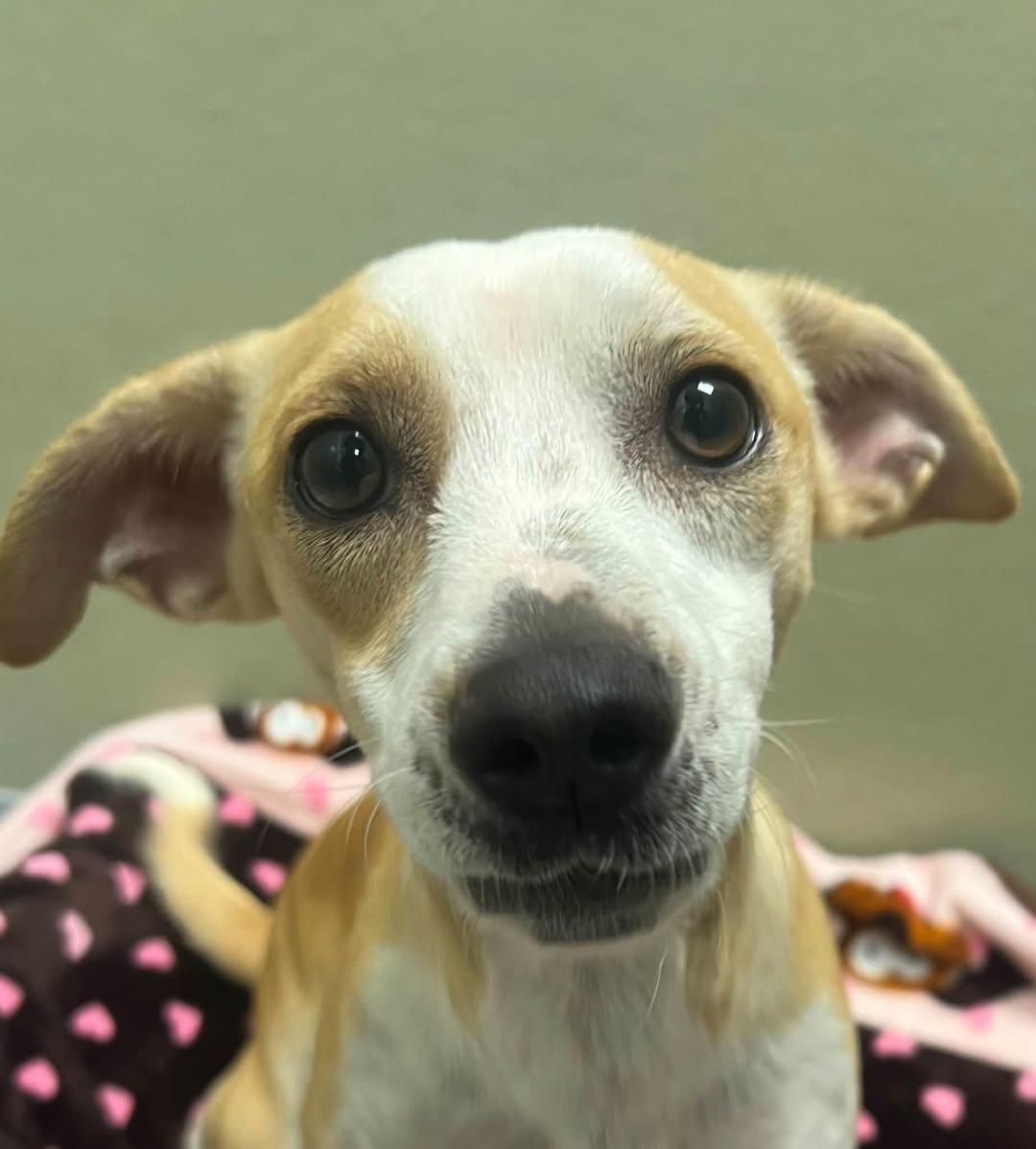 Enlarge Bella, a Adopted Mixed Breed in Davenport, IA image 2/2