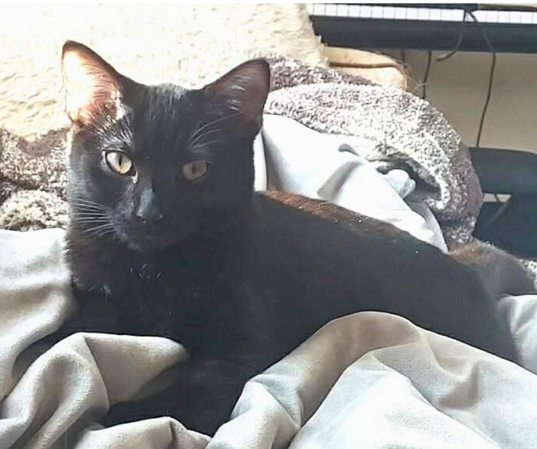 Maggie, Adoptable, Kitten Female Domestic Short Hair.