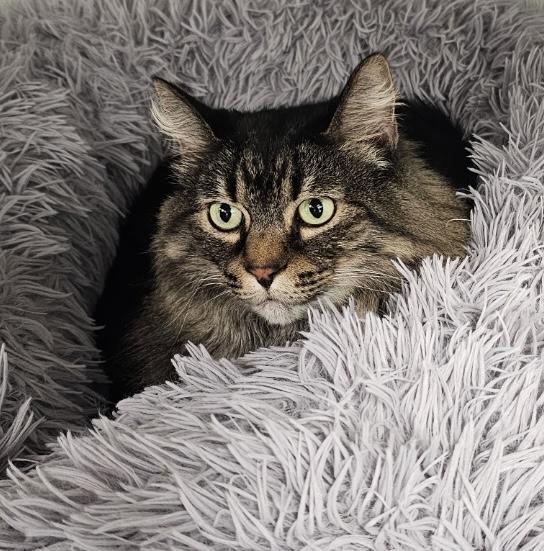 Zuzu, a Adoptable Domestic Medium Hair in Crystal Lake, IL image 2/4