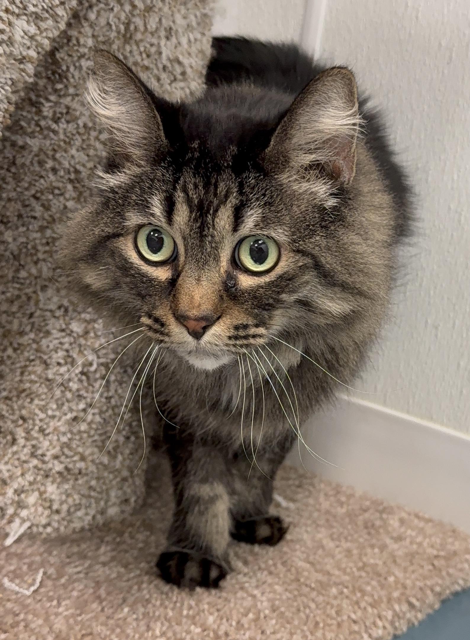 Zuzu, Adoptable, Adult Female Domestic Medium Hair.