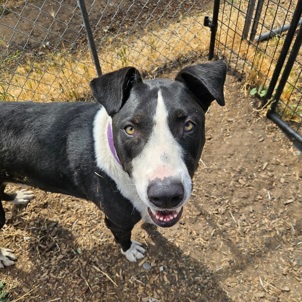 Dwayne "The Rock" Johnson, Adoptable, Adult Male American Bully.