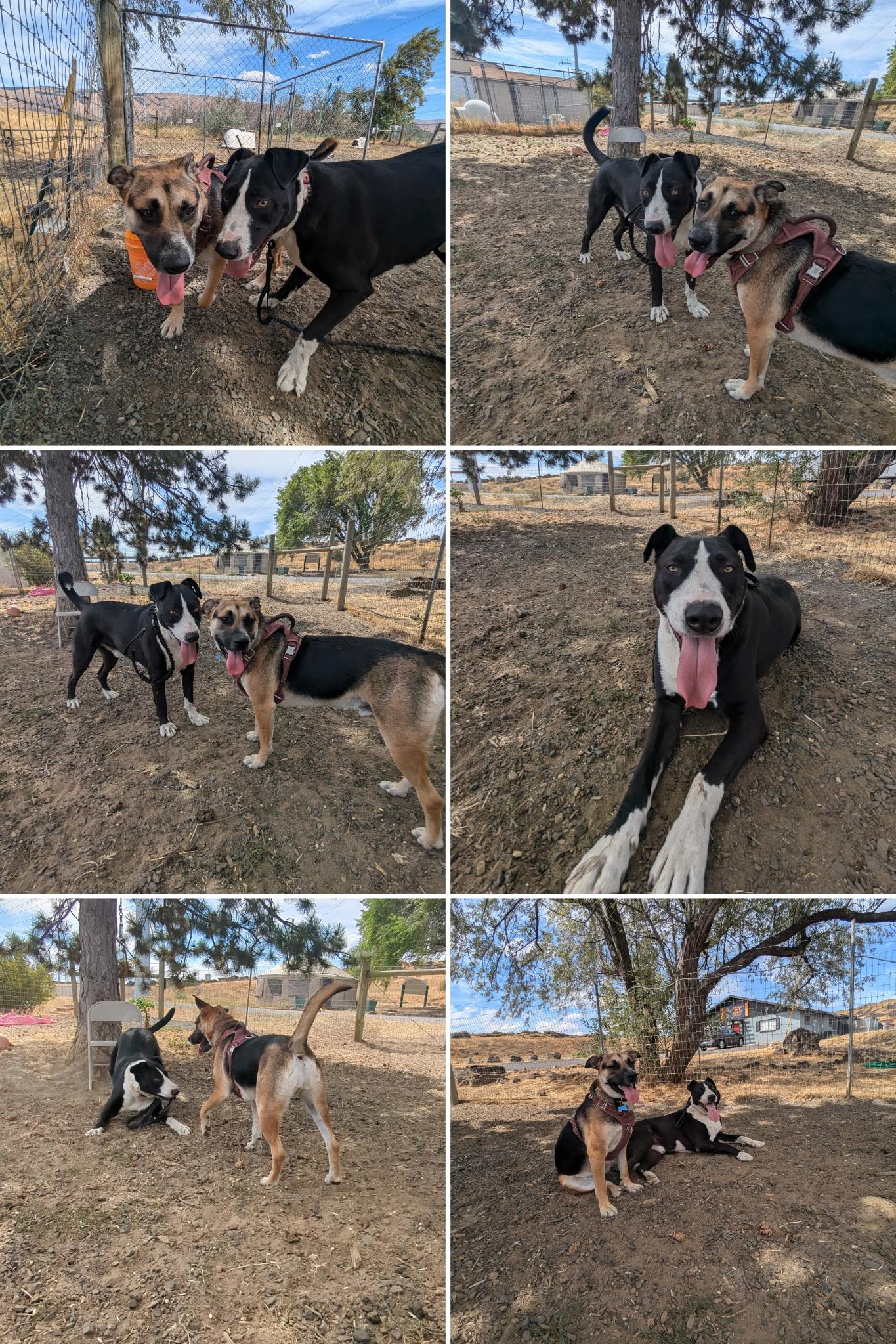 Dwayne "The Rock" Johnson, a Adoptable mixed breed in The Dalles, OR image 5/6