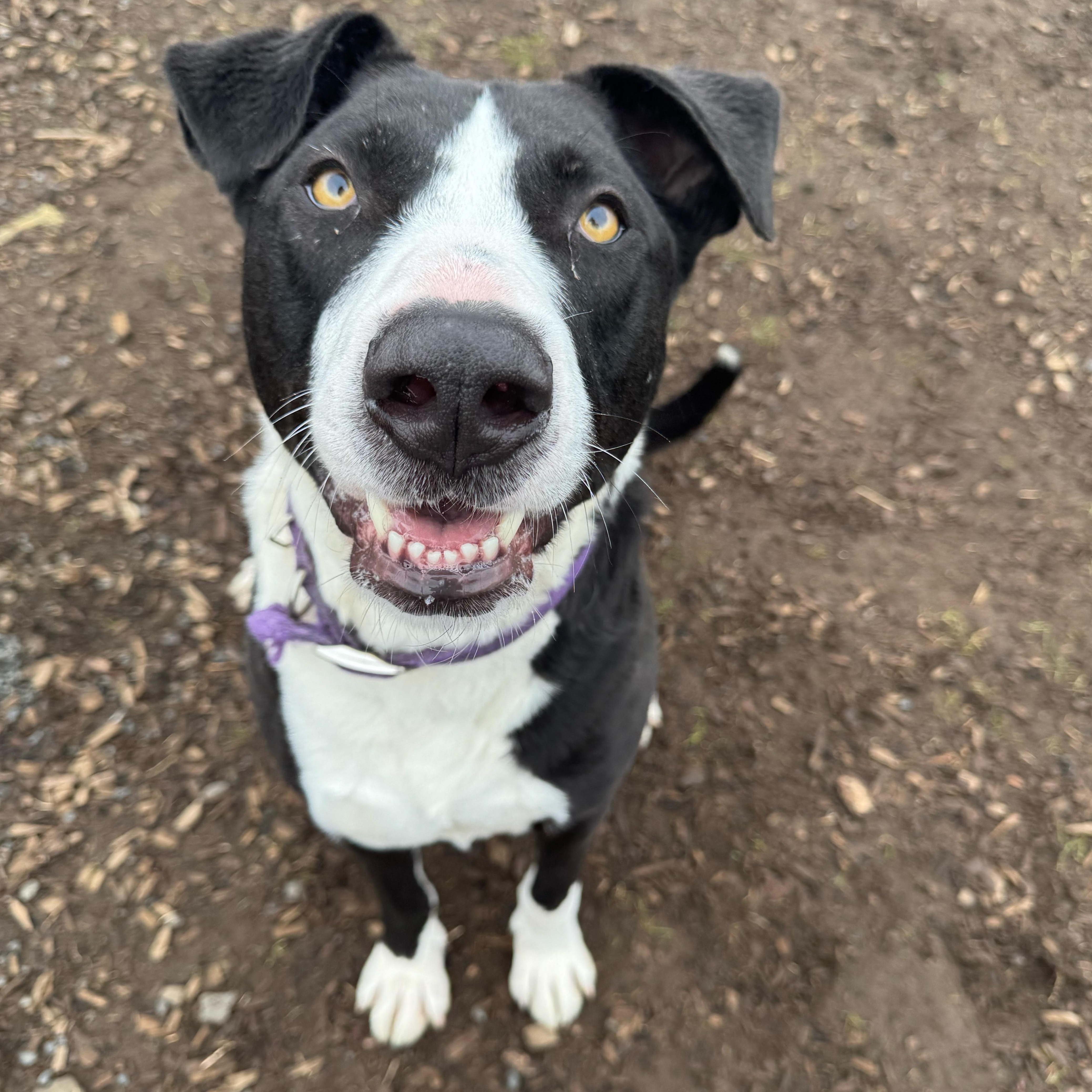 Dwayne "The Rock" Johnson, a Adoptable mixed breed in The Dalles, OR image 4/6