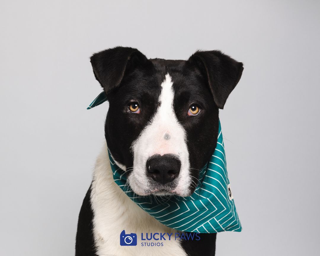 Dwayne "The Rock" Johnson, a Adoptable mixed breed in The Dalles, OR image 6/6