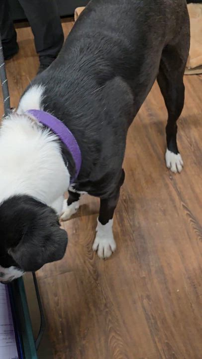 Enlarge Dwayne "The Rock" Johnson, a Adoptable mixed breed in The Dalles, OR video 2/6