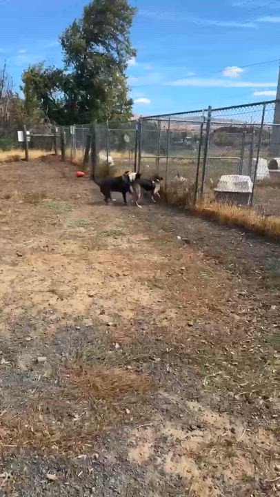 Enlarge Dwayne "The Rock" Johnson, a Adoptable mixed breed in The Dalles, OR video 3/6