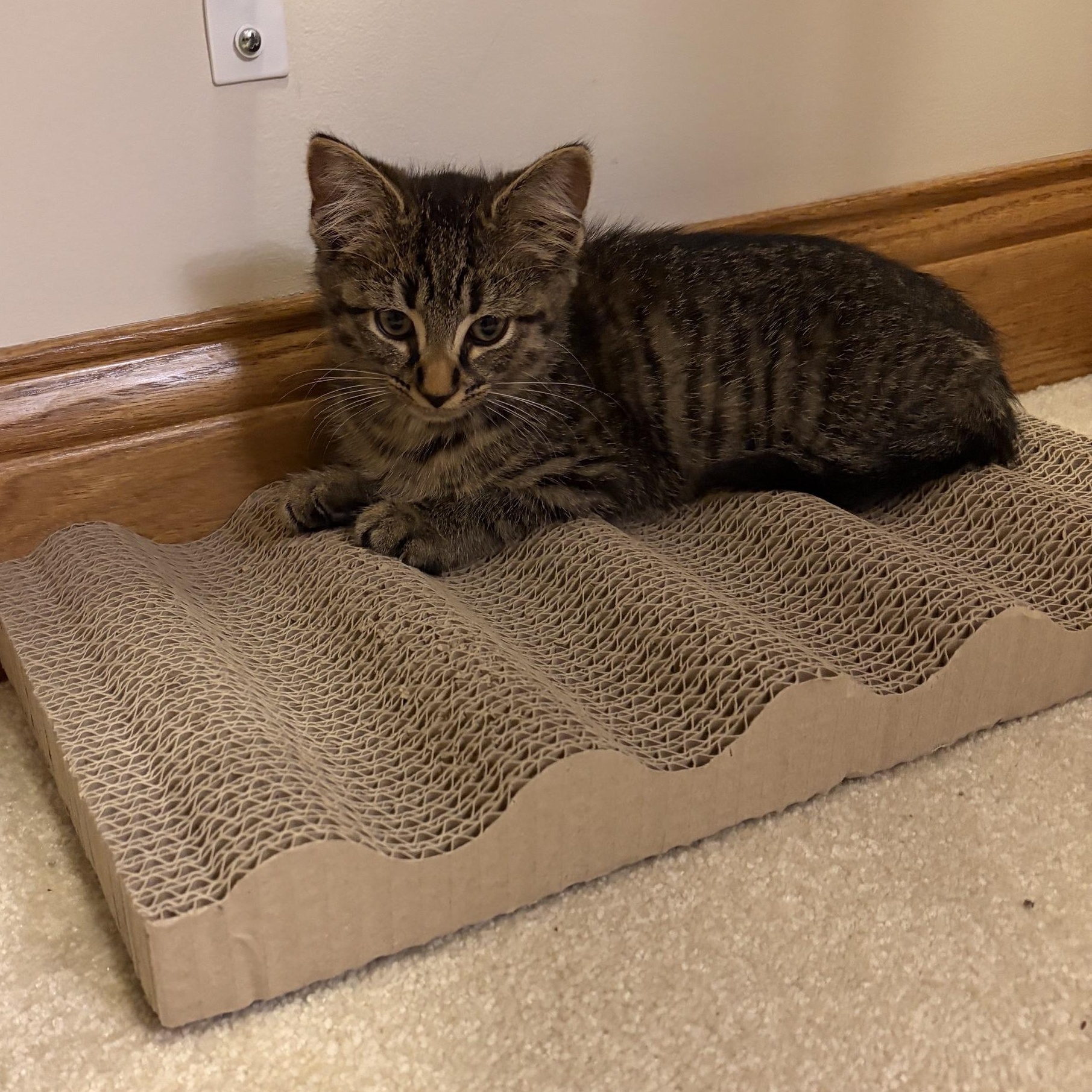Enlarge Clove, a Adoptable Domestic Short Hair in Findlay, OH image 1/2