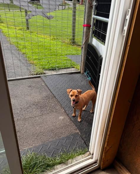 Caramelo, a Adoptable mixed breed in Albion, NY image 2/4