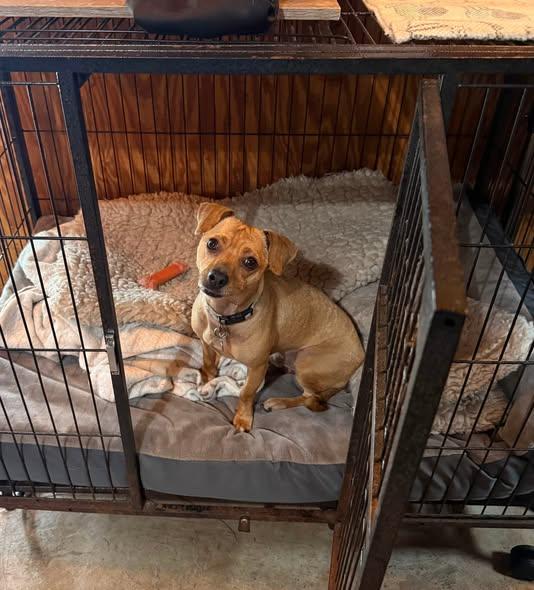 Caramelo, a Adoptable mixed breed in Albion, NY image 1/4