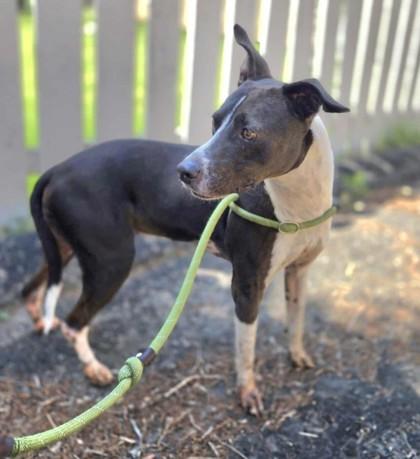 Hazel, Adoptable, Adult Female Border Collie.