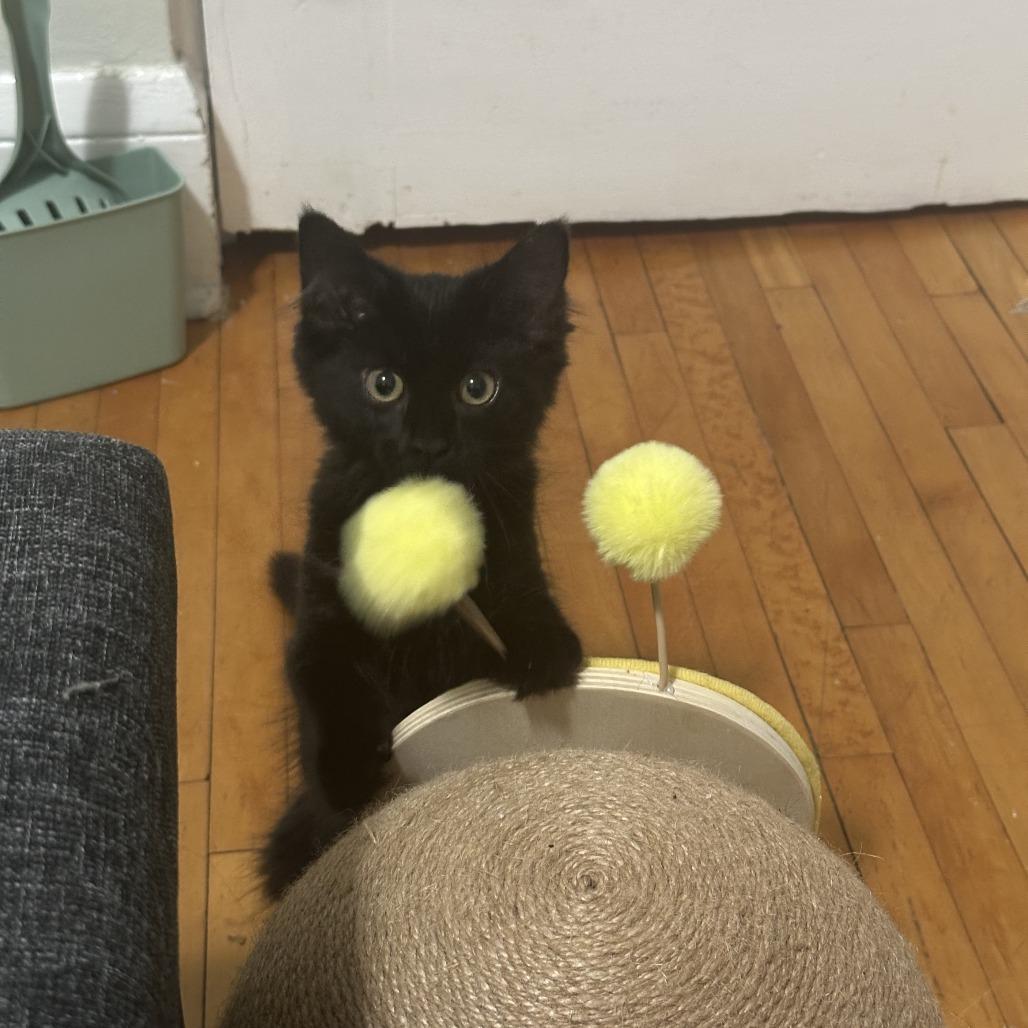 Enlarge Pocus C70737, a Adoptable Domestic Medium Hair in Minnetonka, MN image 1/6