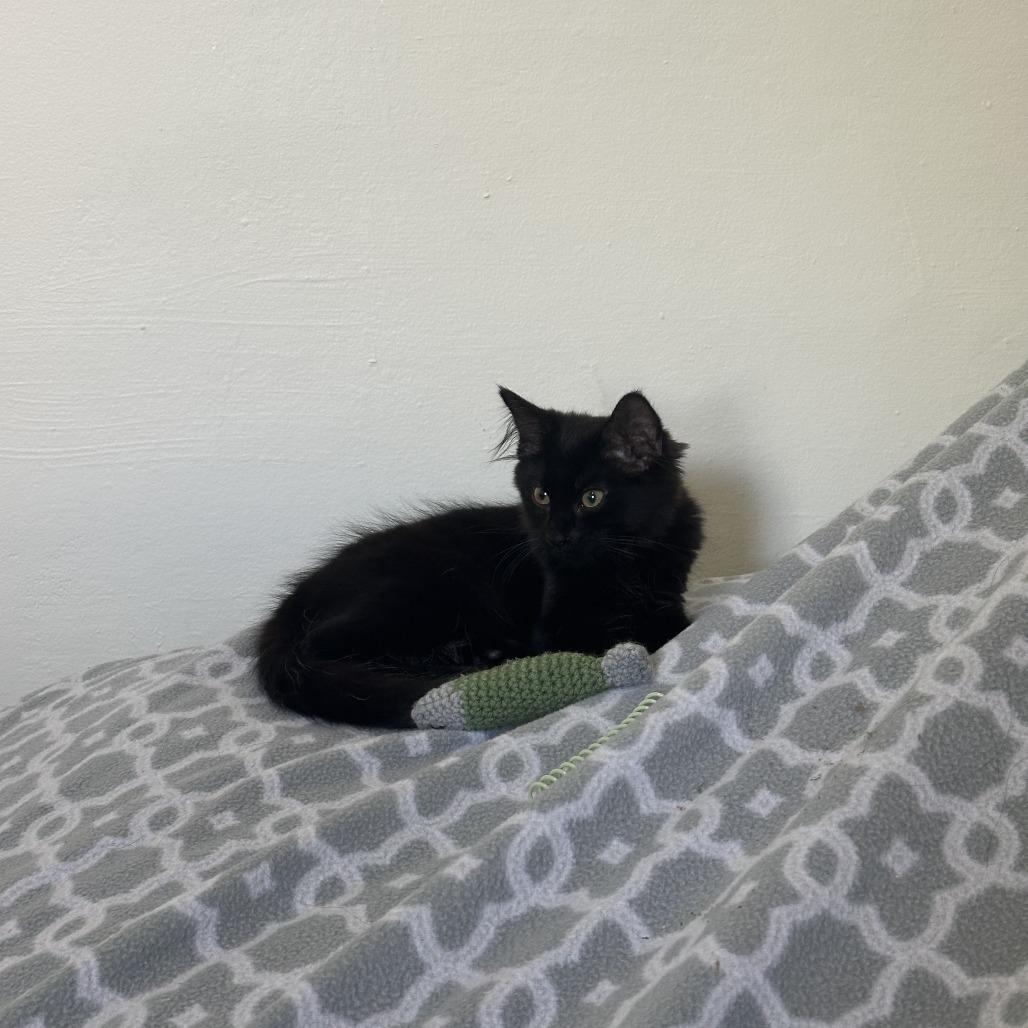 Enlarge Pocus C70737, a Adoptable Domestic Medium Hair in Minnetonka, MN image 2/6