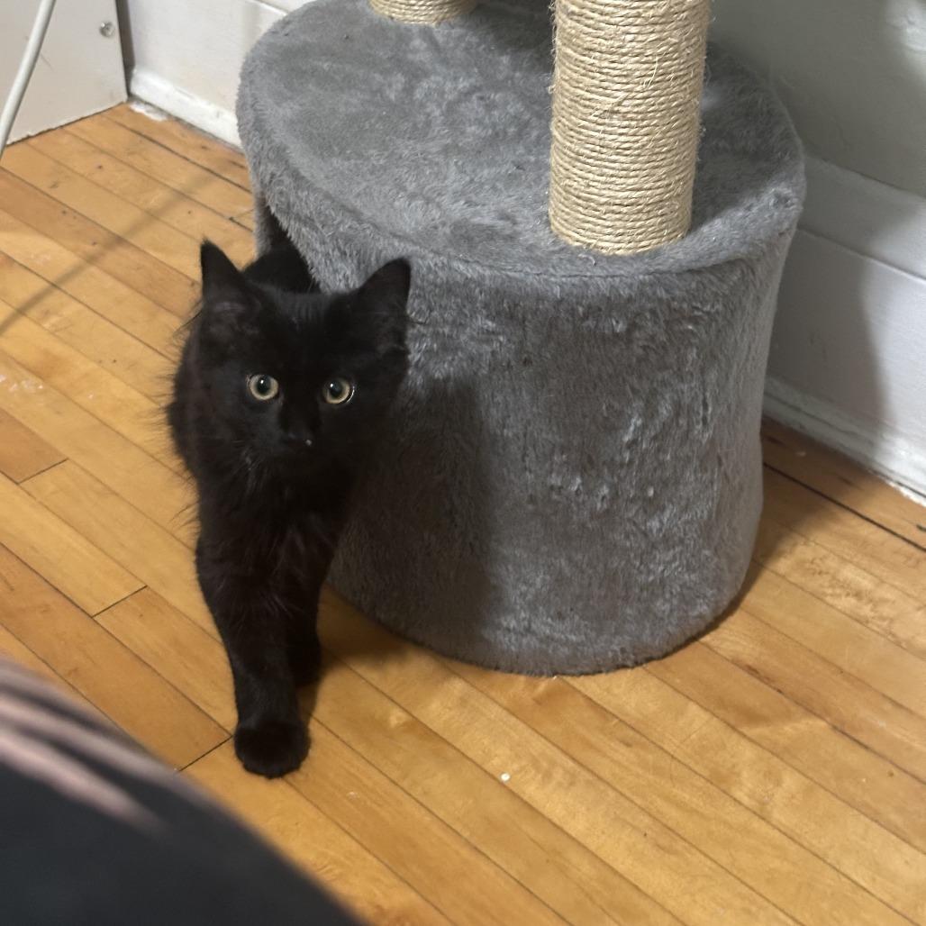 Enlarge Pocus C70737, a Adoptable Domestic Medium Hair in Minnetonka, MN image 3/6