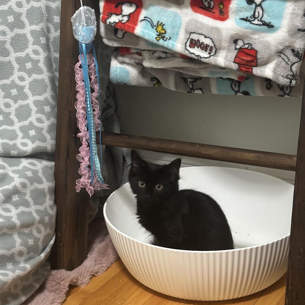 Enlarge Pocus C70737, a Adoptable Domestic Medium Hair in Minnetonka, MN image 4/6