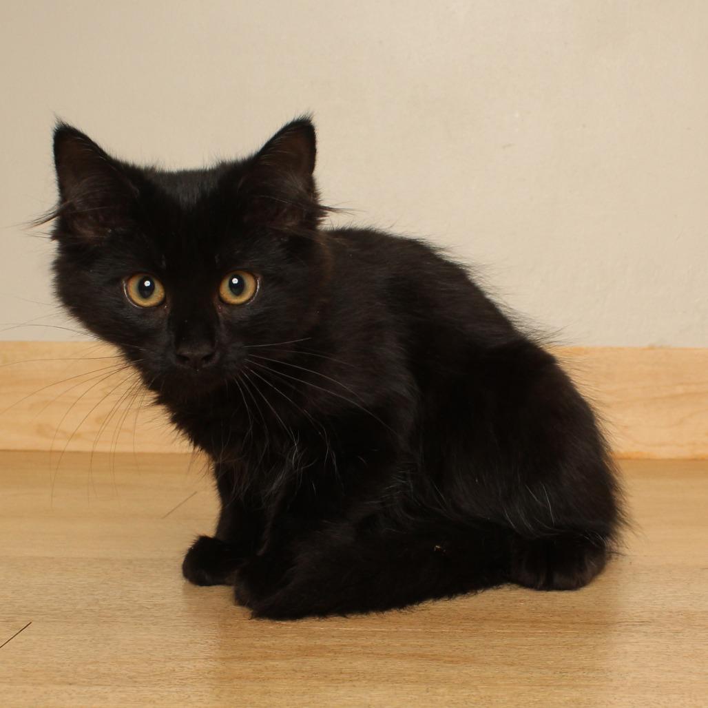 Enlarge Pocus C70737, a Adoptable Domestic Medium Hair in Minnetonka, MN image 5/6