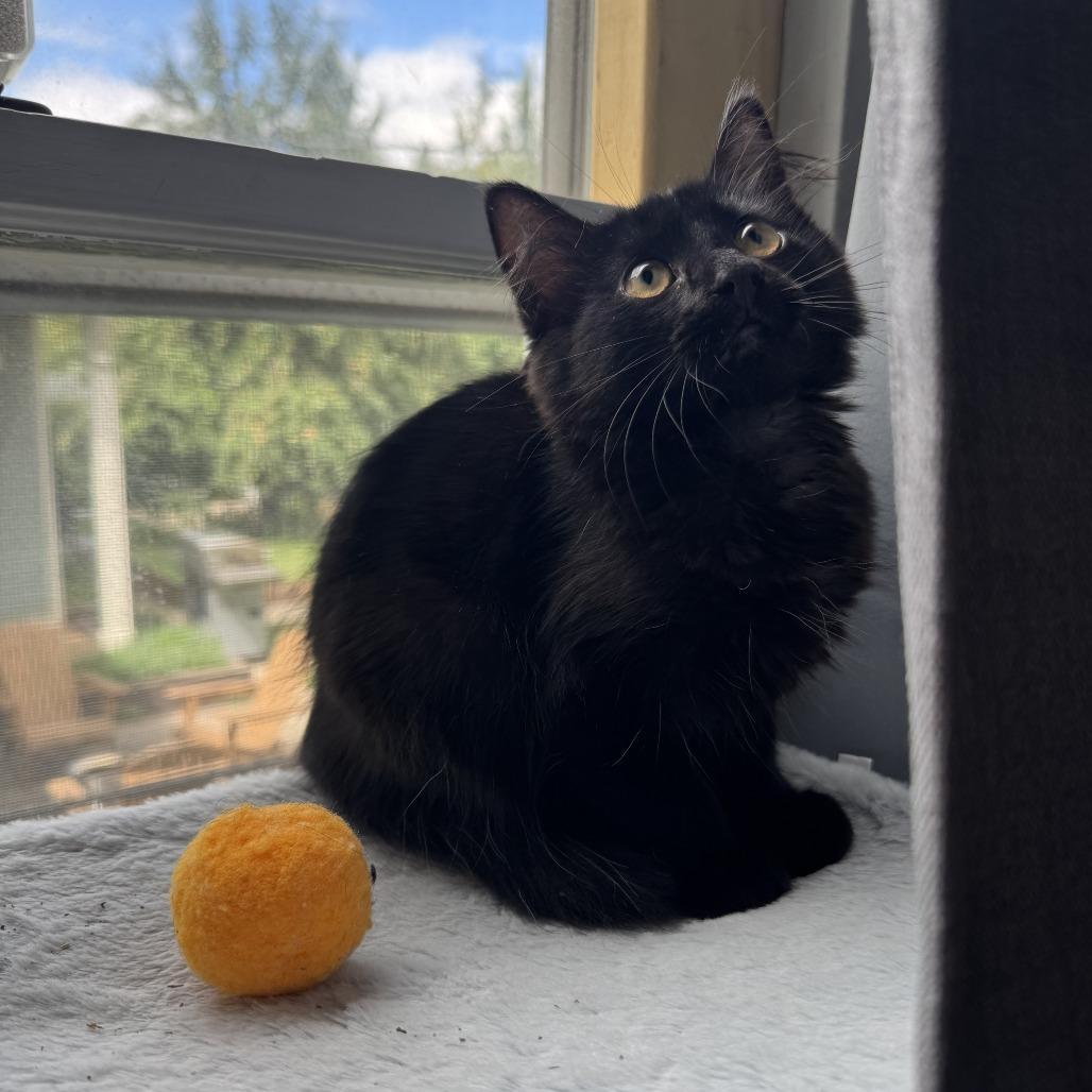 Enlarge Pocus C70737, a Adoptable Domestic Medium Hair in Minnetonka, MN image 6/6