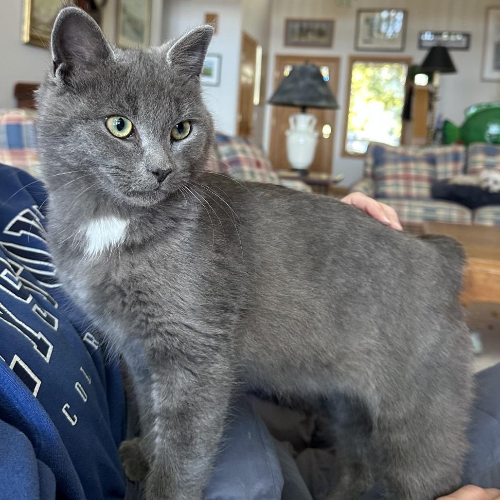 Enlarge Elliott, a Adoptable mixed breed in Traverse City, MI image 1/5