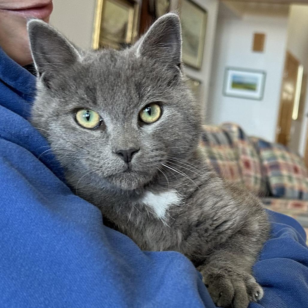 Enlarge Elliott, a Adoptable mixed breed in Traverse City, MI image 2/5
