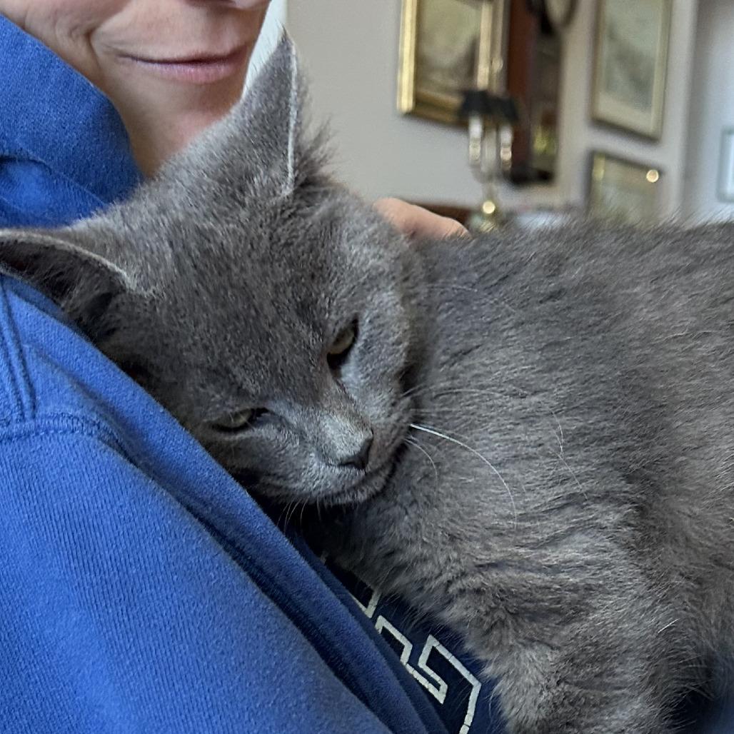 Enlarge Elliott, a Adoptable mixed breed in Traverse City, MI image 3/5