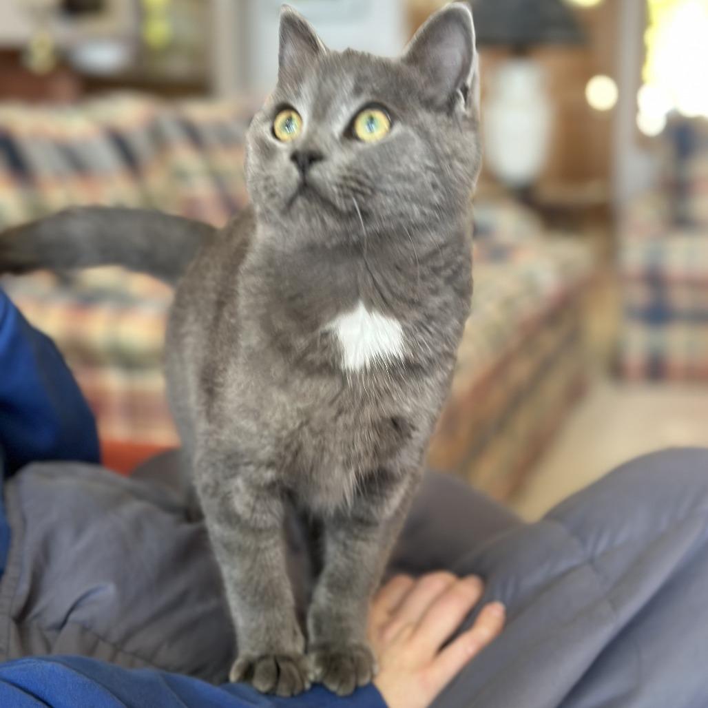 Enlarge Elliott, a Adoptable mixed breed in Traverse City, MI image 5/5