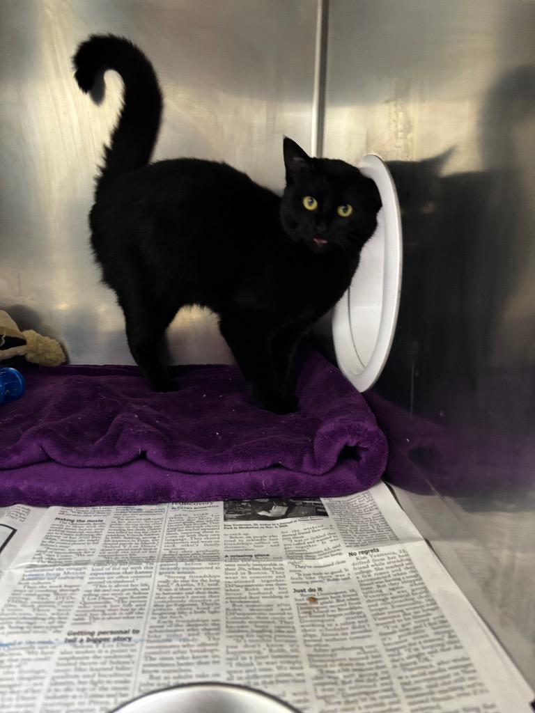 Venom, Adoptable, Kitten Female Domestic Short Hair.