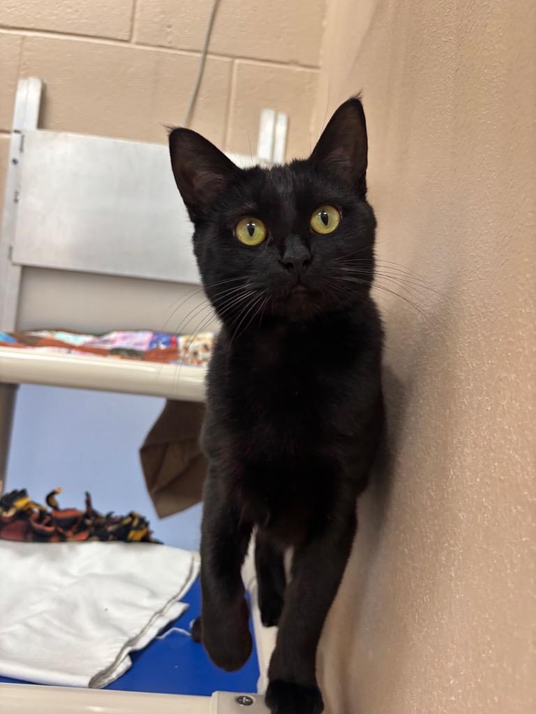 Enlarge Venom, a Adoptable mixed breed in Findlay, OH image 2/5
