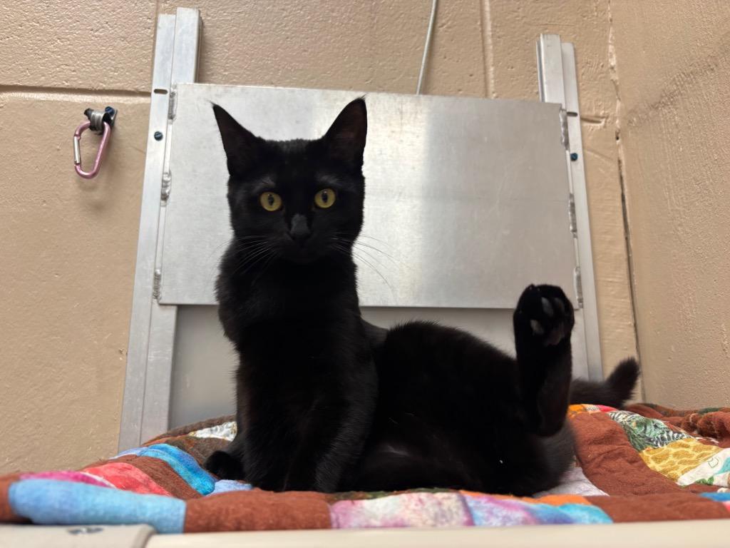 Enlarge Venom, a Adoptable mixed breed in Findlay, OH image 3/5