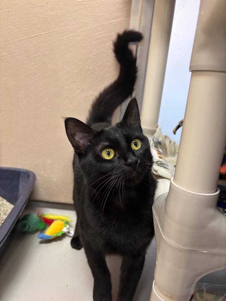 Enlarge Venom, a Adoptable mixed breed in Findlay, OH image 4/5