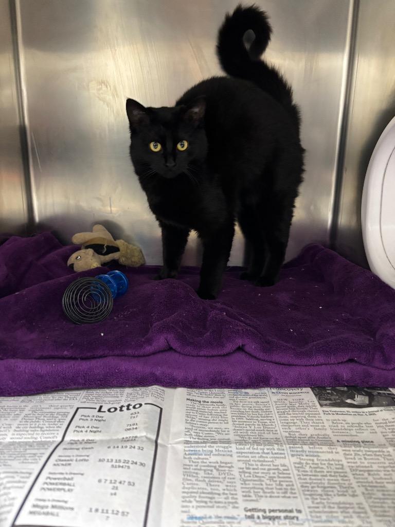 Enlarge Venom, a Adoptable mixed breed in Findlay, OH image 2/2