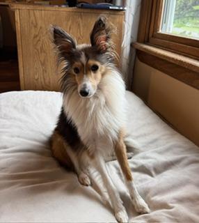 Maverick, adopted, Adult Male Shetland Sheepdog / Sheltie.