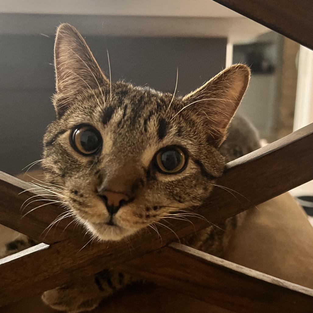 Aspen, Adoptable, Young Male Domestic Short Hair.