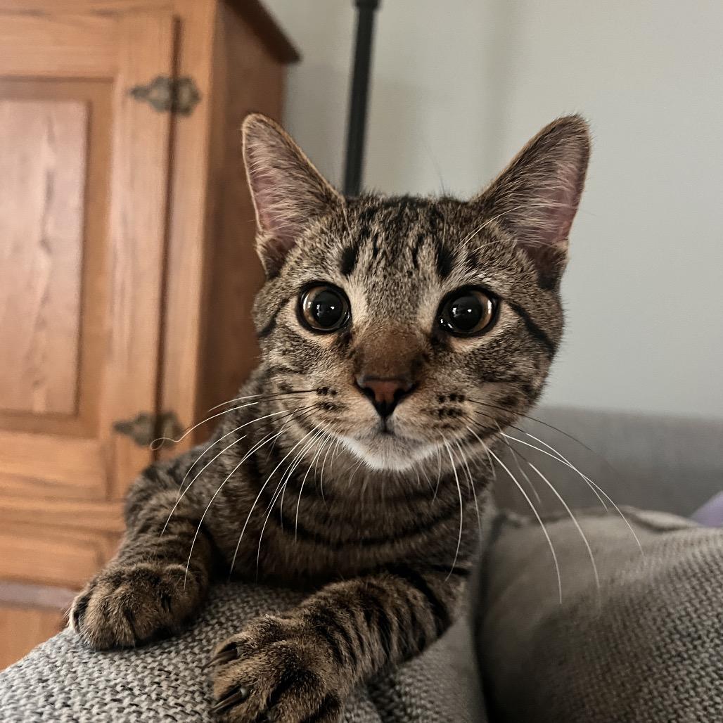 Enlarge Aspen, a Adoptable Domestic Short Hair in Springfield, OH image 4/6