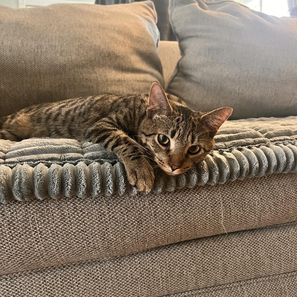 Enlarge Aspen, a Adoptable Domestic Short Hair in Springfield, OH image 5/6