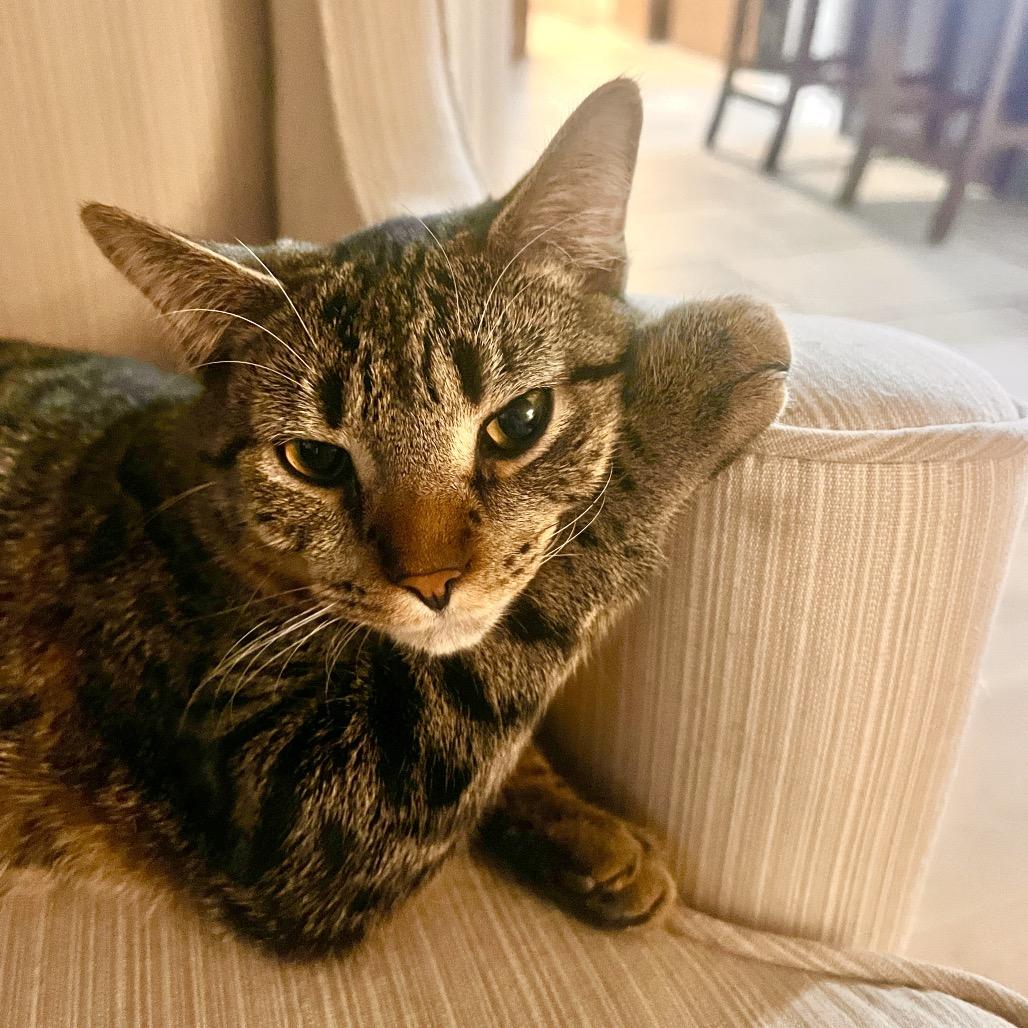 Enlarge Aspen, a Adoptable Domestic Short Hair in Springfield, OH image 6/6