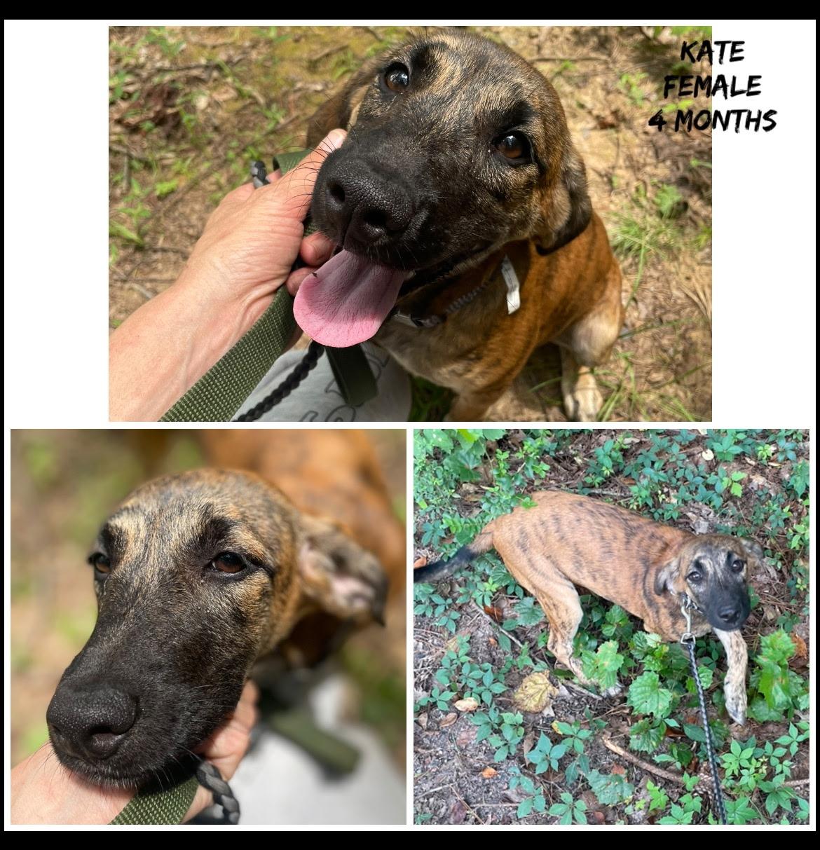 Kate, an adoptable Plott Hound Mix in Zimmerman, MN_image-1