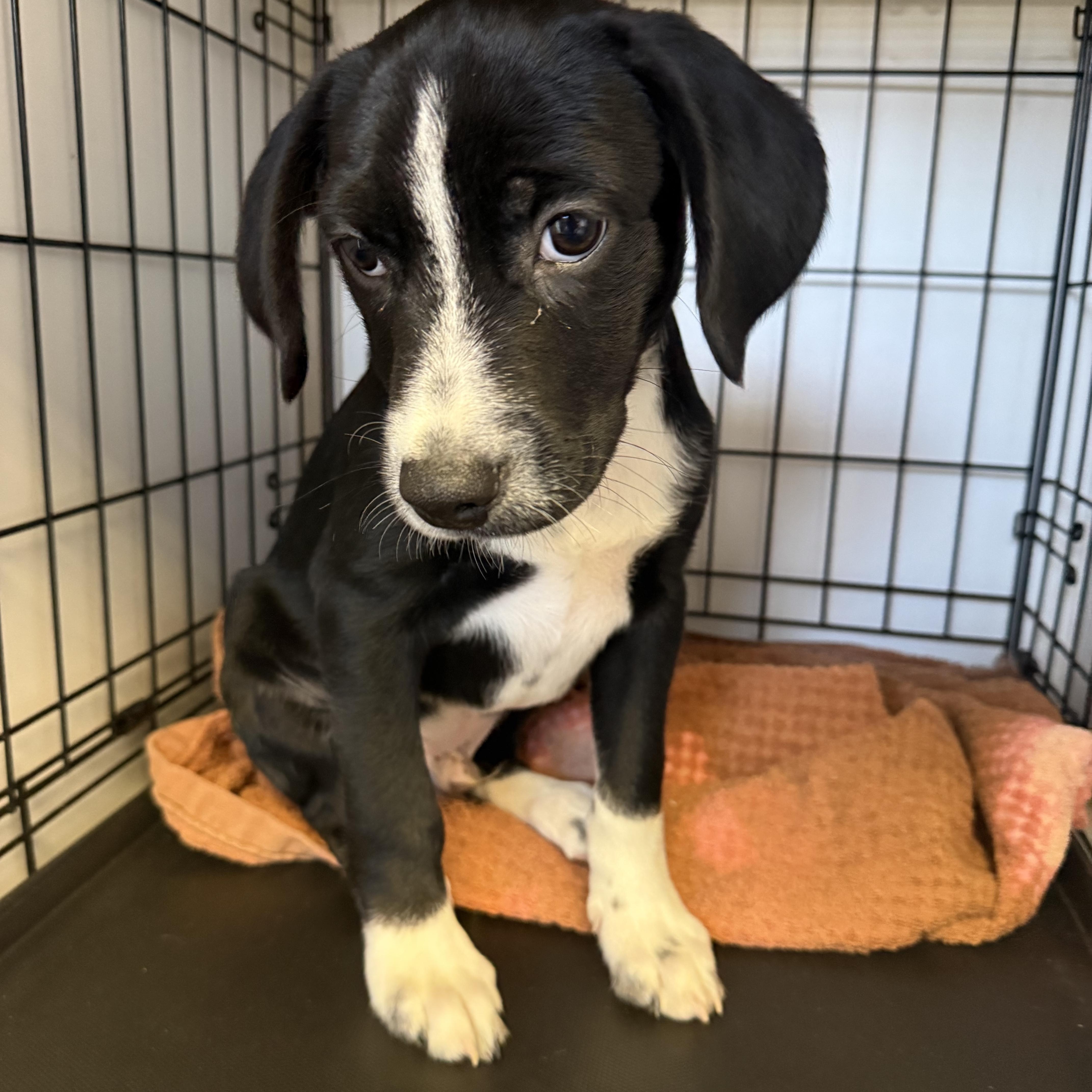 Enlarge Frankie, an adopted mixed breed in Homewood, IL image 1/1