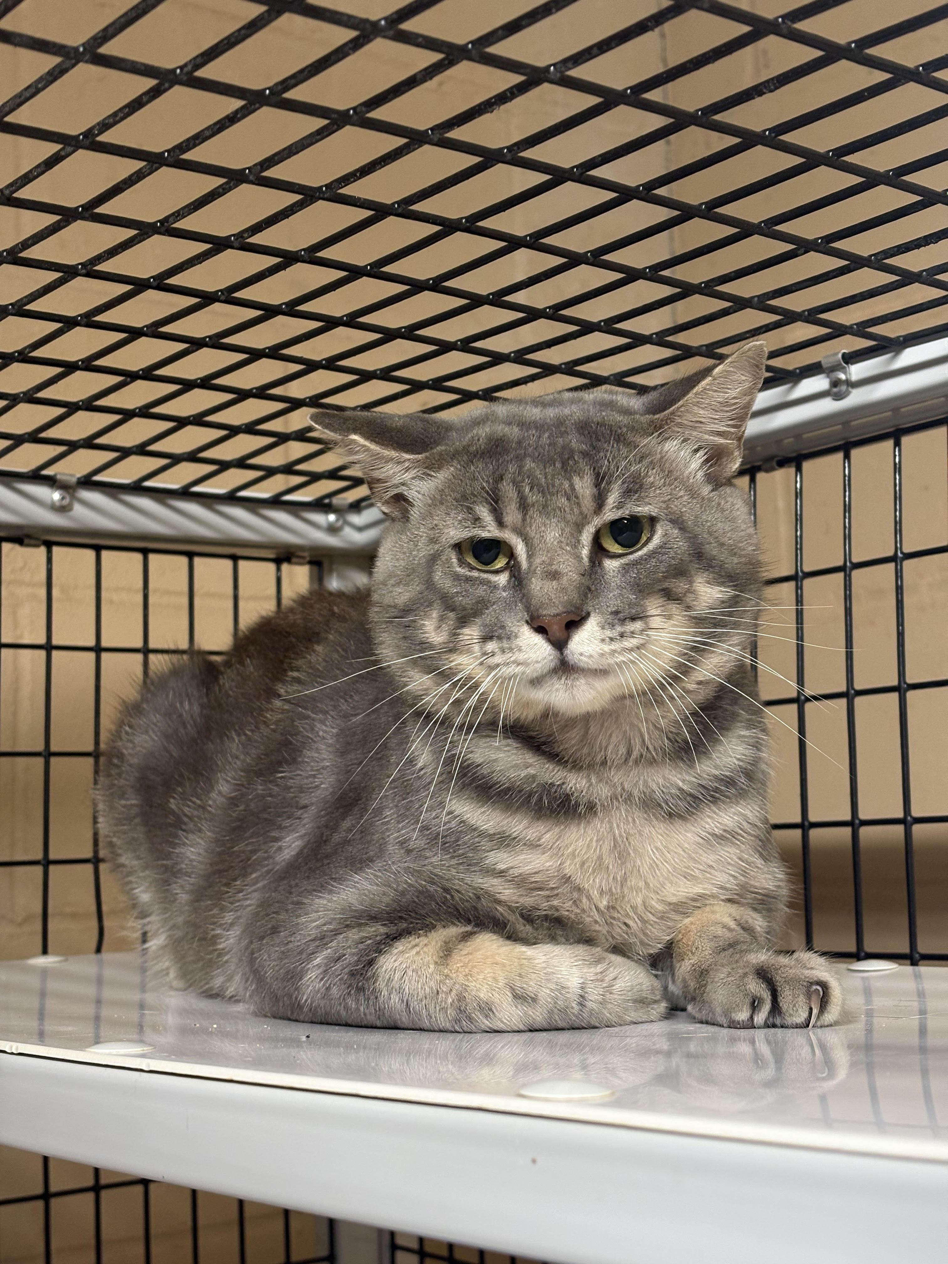 Grey, Adopted, Adult Male Domestic Short Hair.