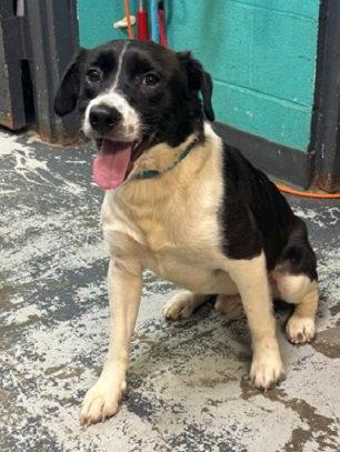 Goose *Help! I need a foster home by Oct 1!*, Adoptable, Adult Male Labrador Retriever & Beagle.