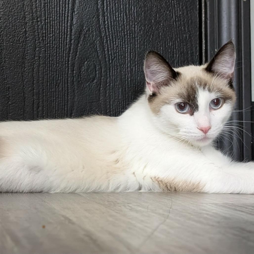 Gia, Adoptable, Young Female Domestic Short Hair.