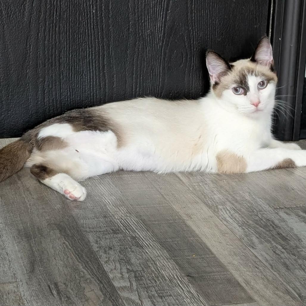 Gia, a Adoptable Domestic Short Hair in Springfield, MO image 2/6