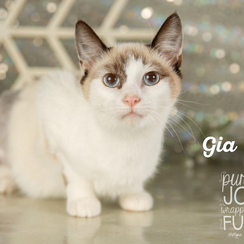 Gia, a Adoptable Domestic Short Hair in Springfield, MO image 3/6