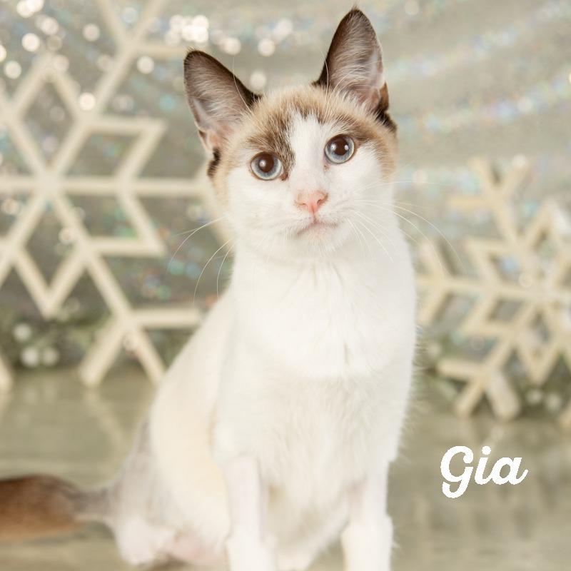 Gia, a Adoptable Domestic Short Hair in Springfield, MO image 4/6