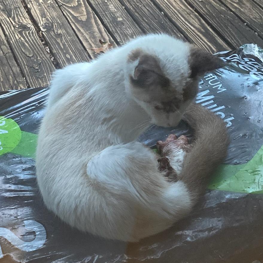 Gia, a Adoptable Domestic Short Hair in Springfield, MO image 5/6