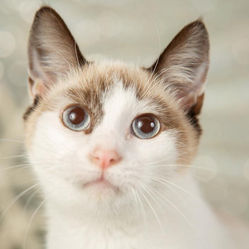 Gia, a Adoptable Domestic Short Hair in Springfield, MO image 6/6