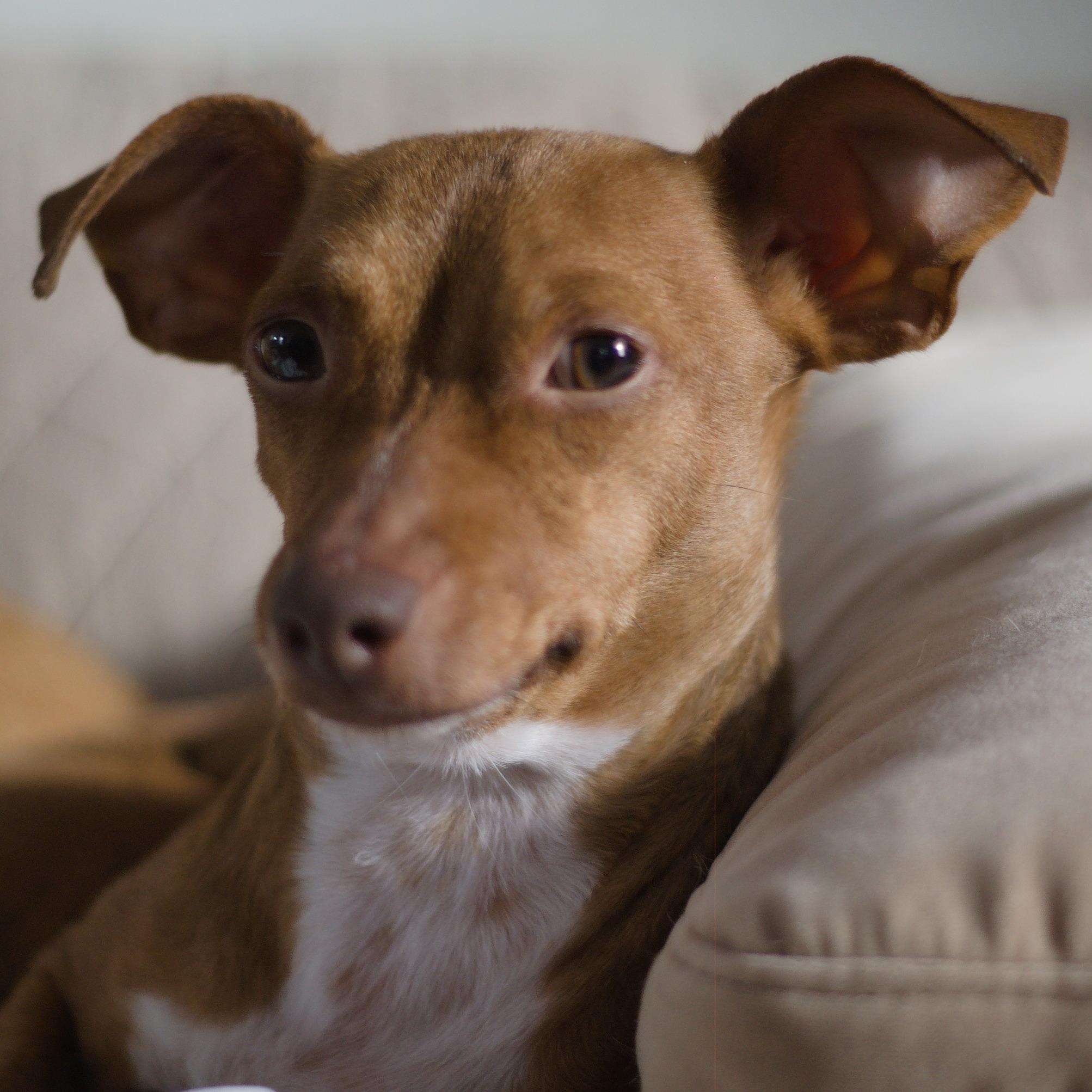 Munch, ADOPTABLE, Young Male Chihuahua.