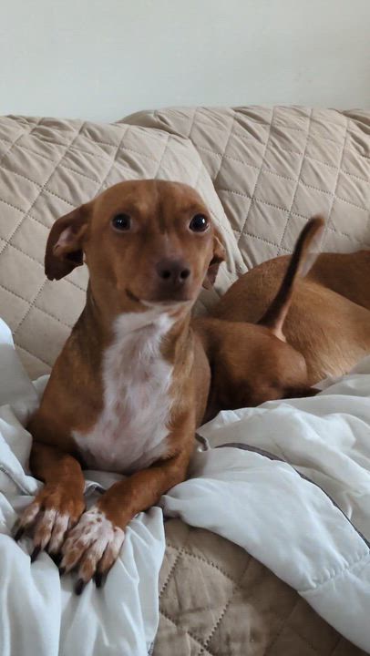 Enlarge Munch, a ADOPTABLE mixed breed in PITTSBURGH, PA video 2/4