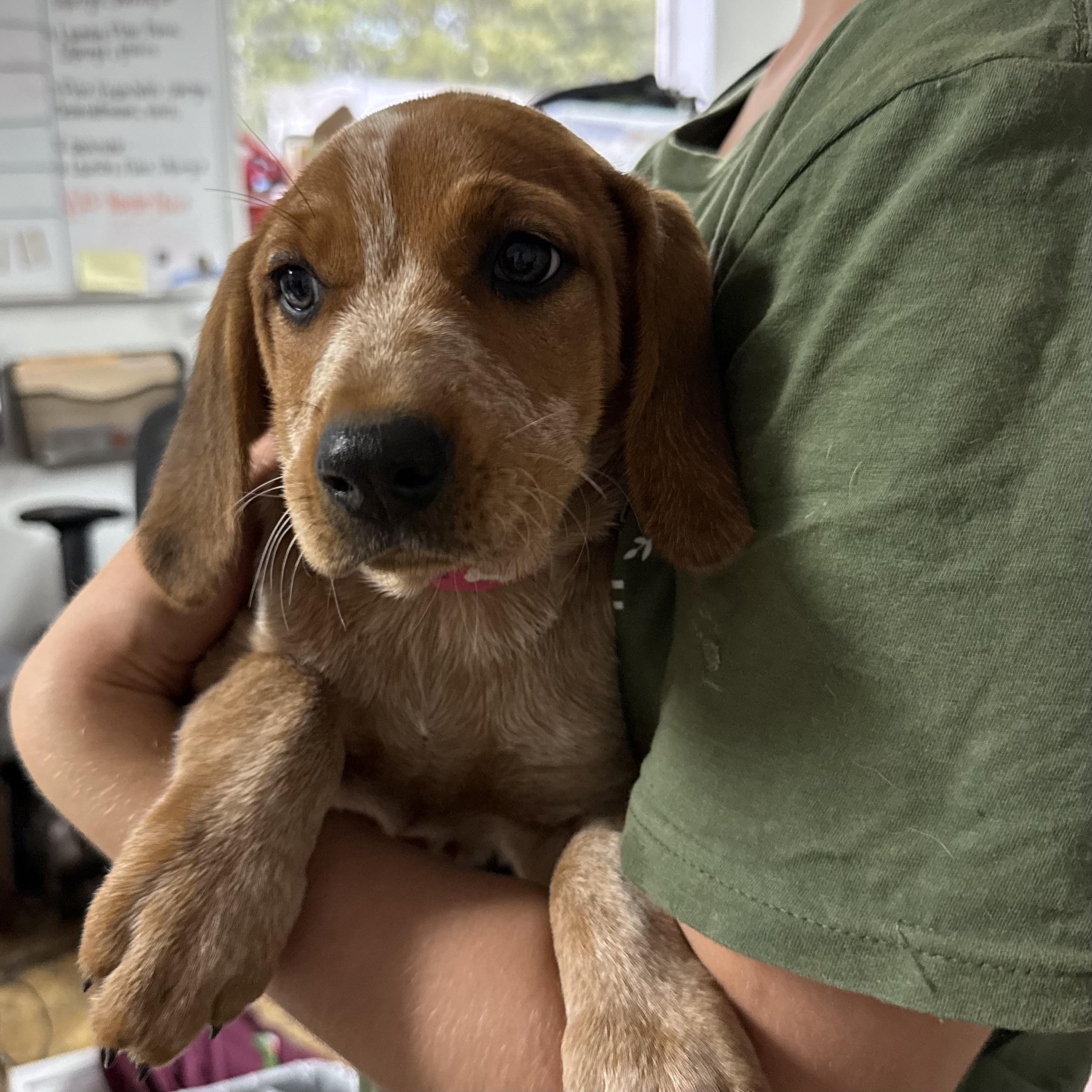 Enlarge Beef Ribs, a Adoptable Coonhound in Columbia, SC image 2/5